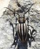 Iberodorcadion molitor